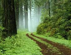 قانون حفظ و حمایت از منابع طبیعی و ذخایر جنگلی کشور